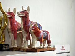 -北京观赏动物医院·24小时大型综合·猫专科·异宠专科