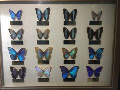 -上海昆虫博物馆