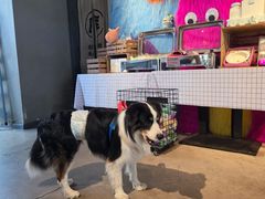 -百好乐宠物友好餐厅(朝外大街店)