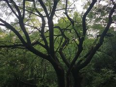 -上海佘山国家森林公园天马山园