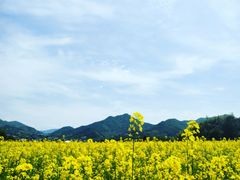 -新建村梅花