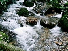 -莫里热带雨林景区