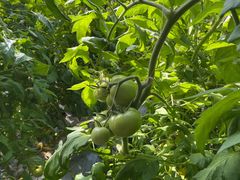 -万源龙顺度假庄园生态观光园