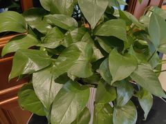 -诺筵汤品·菌汤火锅(南河坝店)