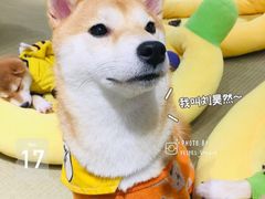 -逗柴咖啡屋·狗咖猫咖宠物桌游