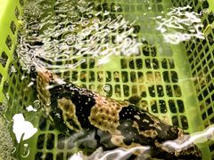 -班赞海鲜市场胖阿姨加工点