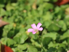-中国科学院华南植物园