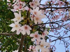 -高东镇樱花园