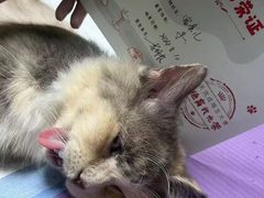 -格蕾宠物医院24H·猫科·肿瘤科·骨科中心(福州总院)