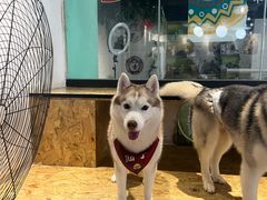 -Husky Go! 哈士奇体验馆·宠物咖啡厅狗咖