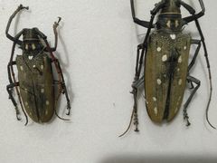 -上海昆虫博物馆