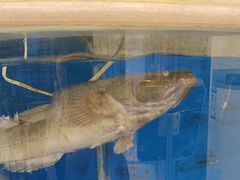 -红菜坊·烤鸭·川鲁宴(石园店)