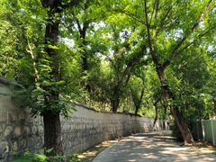 -上海佘山国家森林公园天马山园