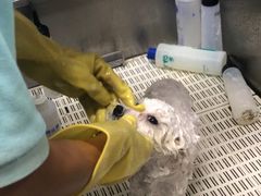 -北京观赏动物医院·24小时大型综合·猫专科·异宠专科