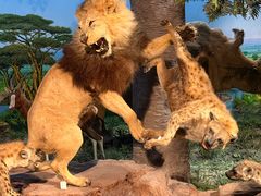 -国家自然博物馆