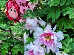 -北京市劳动人民文化宫(太庙)