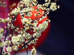 -香雪海