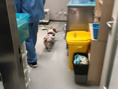 -北京派仕佳德动物医院·超导核磁·CT·神经科·骨科·内外科·急重症管理中心