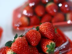 -蜜肆动物奶油蛋糕·个性定制·下午茶甜品