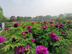 -洛阳市隋唐城遗址植物园