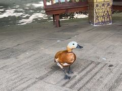 -西双版纳总佛寺
