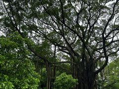 -荔湾湖公园