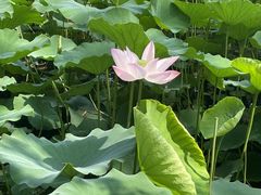 -莲花池公园