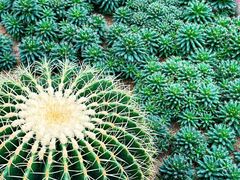 -深圳仙湖植物园