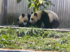 -卧龙中华大熊猫苑神树坪基地