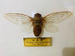 -上海昆虫博物馆