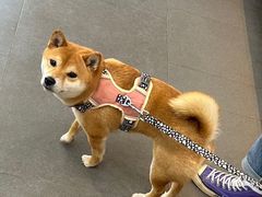-联合动物医院(光谷诊疗中心)