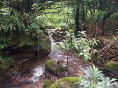 -莫里热带雨林景区