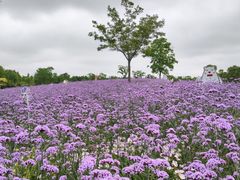 -同里国家湿地公园