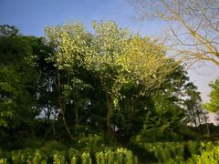 -贡湖湾湿地公园