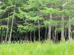 -塞罕坝国家级自然保护区