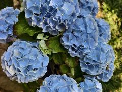 -东山雕花楼