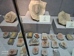 -烟台自然博物馆