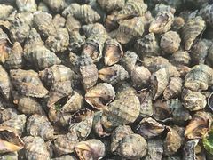 -青岛沙子口国家中心渔港