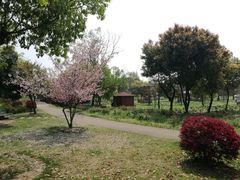 -鹅湖玫瑰文化园