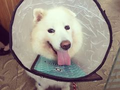 -瑞派雷欧宠物医院·24h夜诊·心脏骨科牙科·全科重症转诊中心(无影山店)