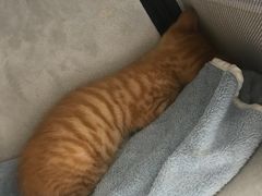 -安安宠医宠物医院·异宠·犬猫内科(岳阳分院)