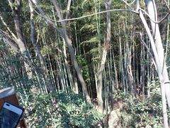 -上海佘山国家森林公园天马山园