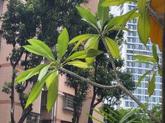 -柴犬高等学院·狗咖·柴犬售卖·宠物训练