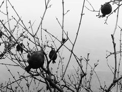 -青峰峡国家森林公园