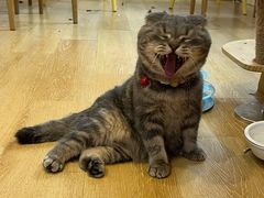 -猫咪派对(江南西店)