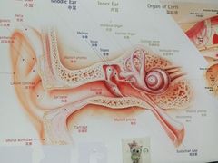 -自然之声助听器·呼吸机(贵定店)