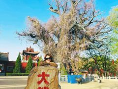 -大槐树寻根祭祖园