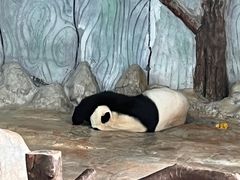 -海南热带野生动植物园