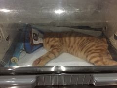 -瑞派名望志远动物医院·猫科·內科·异宠专科(直港大道店)