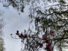 -海淀公园